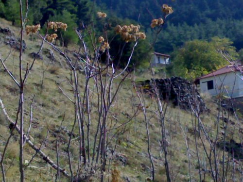 για την διατήρηση των αλωνιών στην Βλαχ�ρνα γίνεται ιδιαίτερη μνεία στην απόφαση χαρακτηρισμού του χωριού ως παραδοσιακού οικισμού